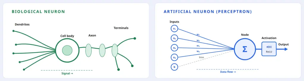 Biological neuron compared with an artificial neuron, the perceptron