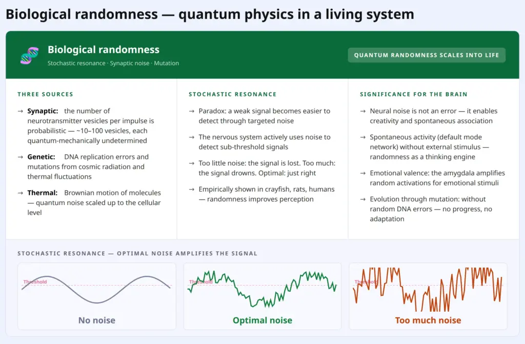 Biological randomness: synaptic noise, mutation and stochastic resonance